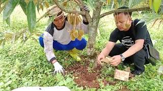 Pupuk Pillow Slow Release Untuk Pohon Durian