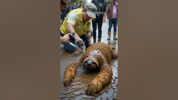 Helpless Kukang Sloth Covered in Millions of Bees — Emotional Street Rescue by Heroes"
