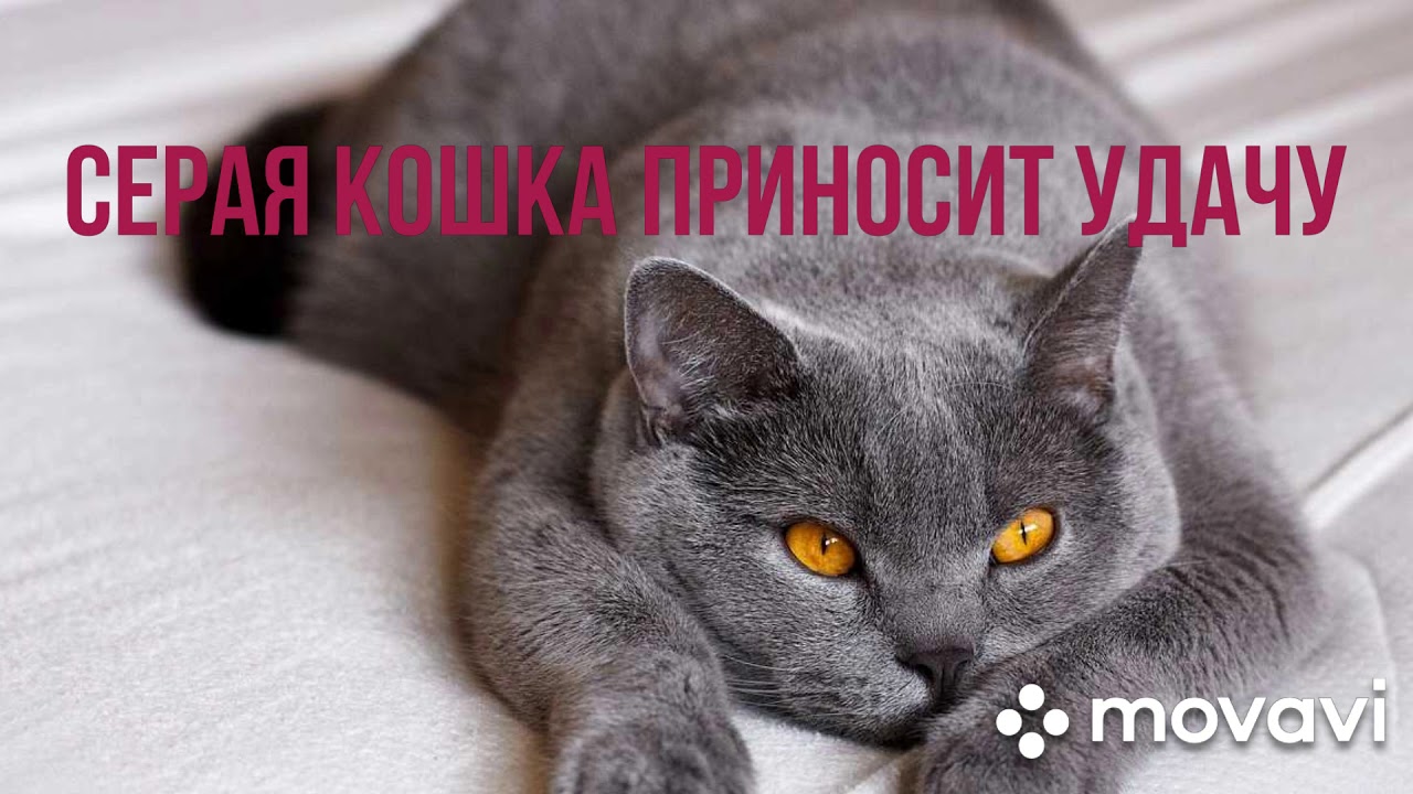 Серая кошка приносит в дом удачу. Народные приметы.