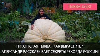 Гигантская тыква - как вырастить? Александр рассказывает секреты рекорда России!