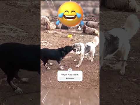 Видео: YOK BÖYLE BİR KÖPEK !!! #kangal #funnydogs #shorts