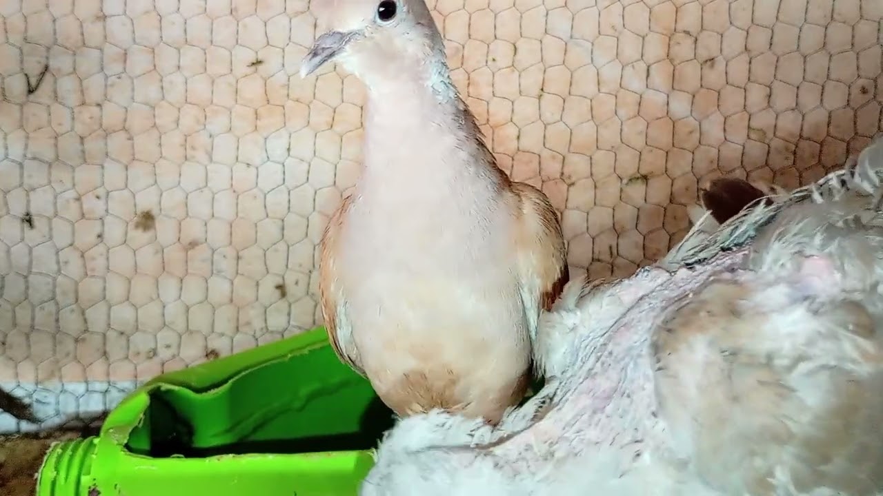 Dove, pigeon. #birds #pet #animals #Beautifulbird #animalshome​#homepets#beautifulanimals .