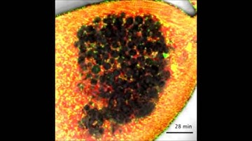 Highly Efficient Adenoviral Transduction of Pancreatic Islets using a Microfluidic Device