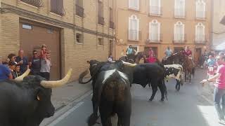 TRASHUMANCIA FITERO 18