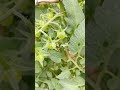 ماطيشة سوريز #ytshorts #زراعت #اكسبلور #زراعة #garden #tomata #nature #plants #gardening