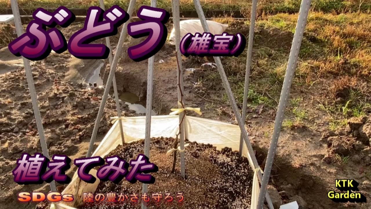 ＃ぶどう＃雄宝＃植える＃ポット？