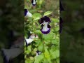 Obsessed with nature #aestetic #beatutiful #naturesounds #nature #flowers #mygarden #shortsfeed #bee