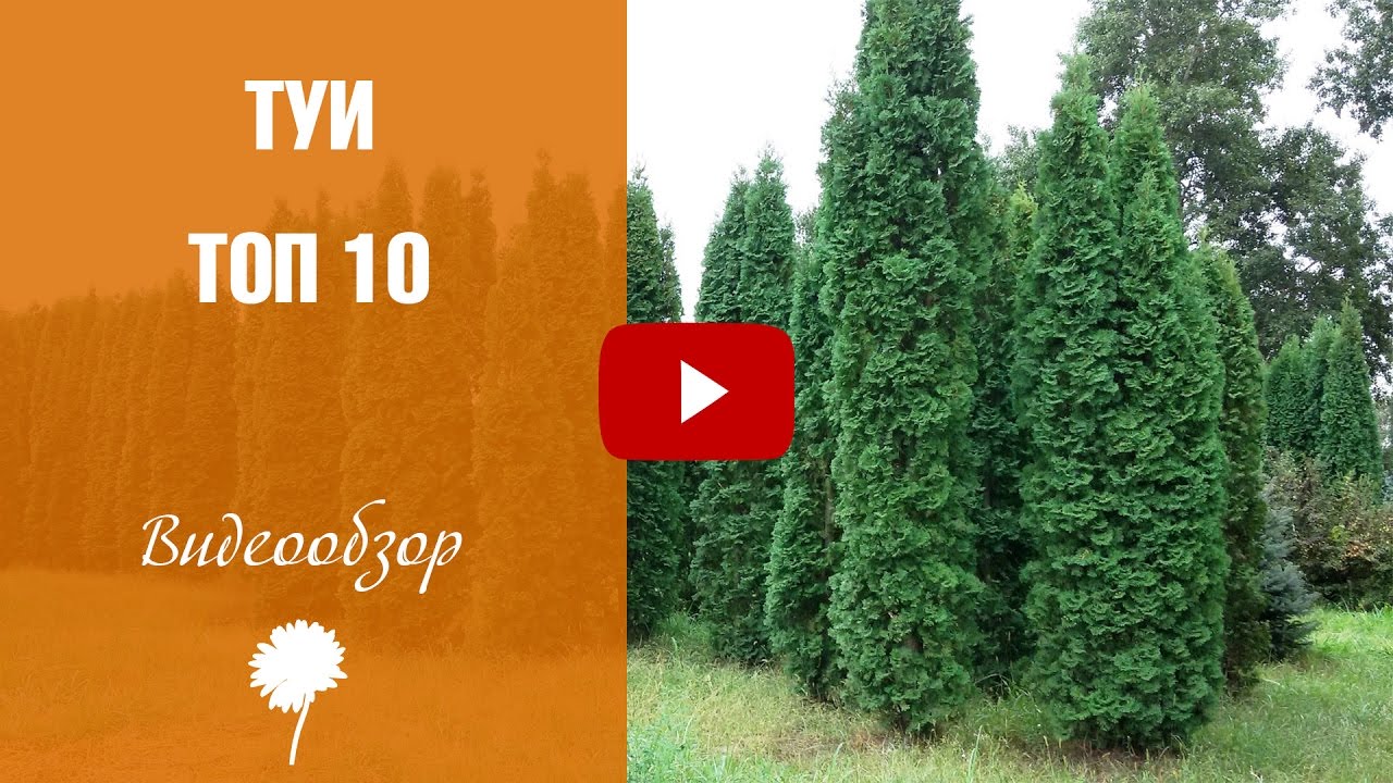 Туи 🌟 Топ-10 самых популярных 🌟 Колоновидные туи