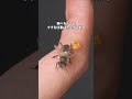飛べない蜂が生まれました #ニホンミツバチ #昆虫観察