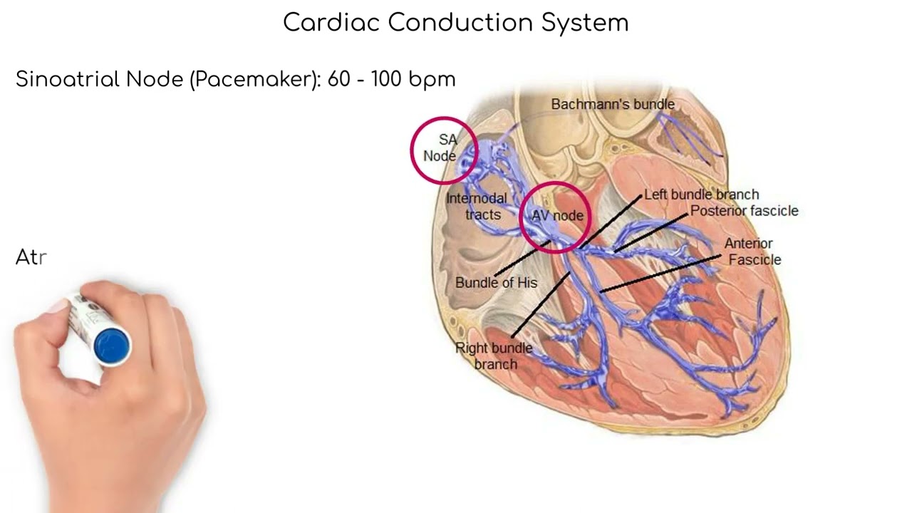 Cardiovascular System: Cardiac Conduction System – Anatomy \u0026 Physiology:  Review of Select Topics for Incoming Nursing Students, image size:1280x720