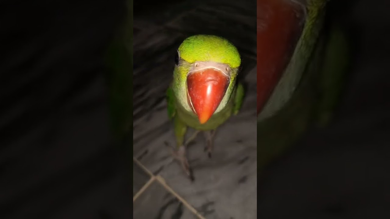 talking parrot say mami#tutu #talkingparrot