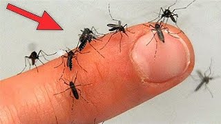 Evdeki Sivrisineklere Kesin Çözüm - Sivrisinek Kovucu Doğal Formüller Resimi