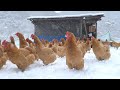 ニワトリって雪でも外で遊ぶの？