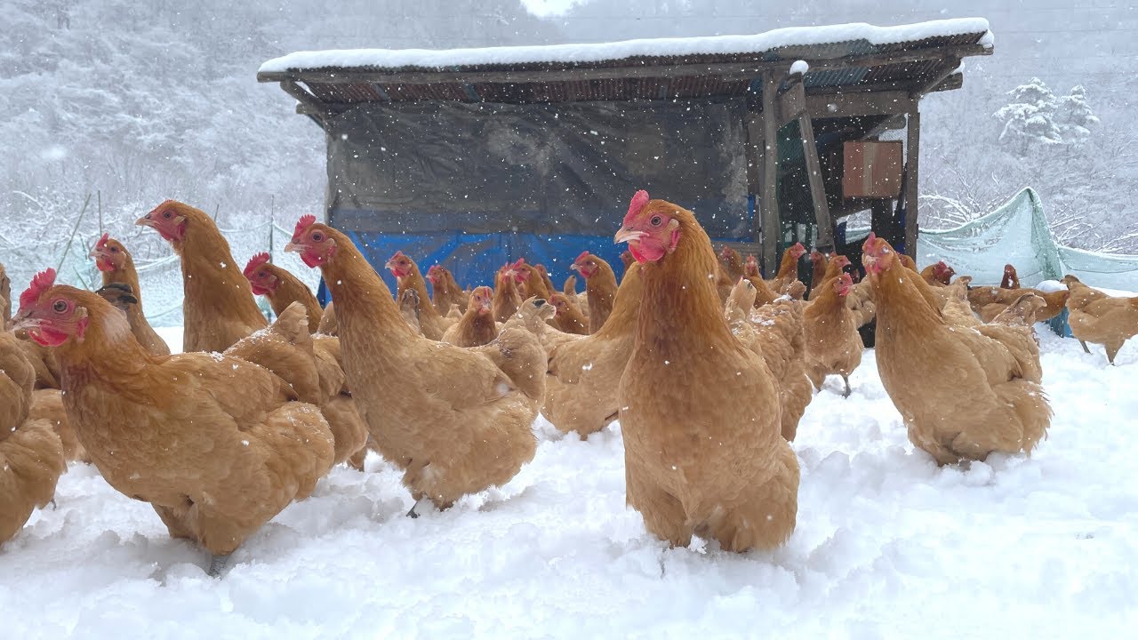 ニワトリって雪でも外で遊ぶの？