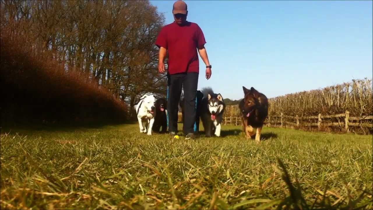 The Alpha Pack - Impulse Control