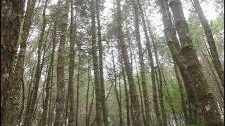 Download lagu Suara hembusan angin di hutan Pinus | Lembang