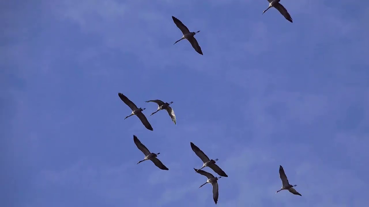 KRANICHE IM WINTER UND FRÜHLING TEIL1