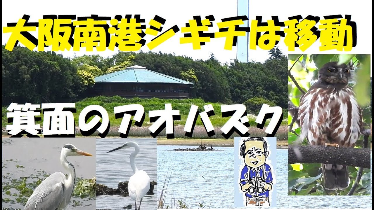 大阪南港そして箕面のアオバズク、5月28日、ウッチー動物探検