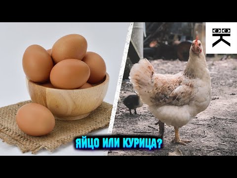 Что появилось первым, яйцо или курица?🐓