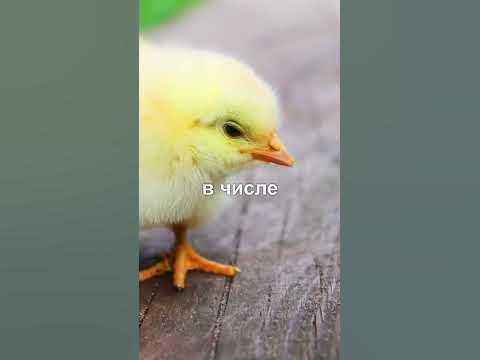 Что появилось первым, яйцо или курица?🐓 - YouTube