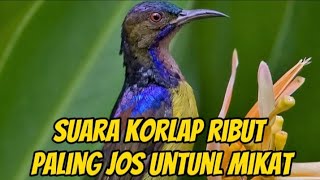 pikat korlap terbaru di jamin anti lolos 100%