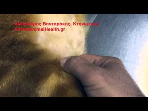 Βίντεο: Κοινή εξάρθρωση σε γάτες