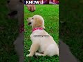 Are Puppies Born Deaf and Blind?