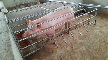 how to make a pig house/cách làm lồng úp lợn nái khi sinh con