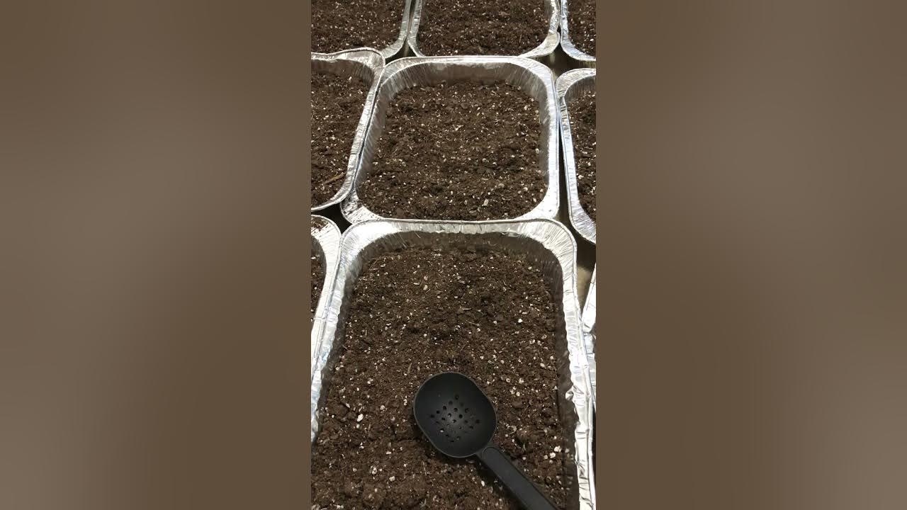 How to Sterilize soil to kill fungus gnats! YouTube