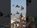Guy's Aj Me Aya Hu Apne Dost Ki chhat Pe ! 🧐🕊🕊