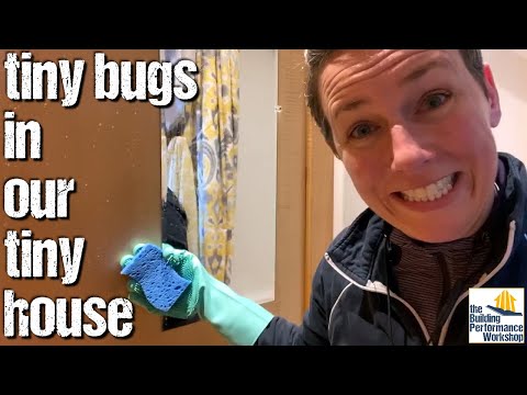 टिनी हाउस विफल: छोटे कीड़े