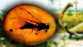 Oldest Bugs Ever!!!