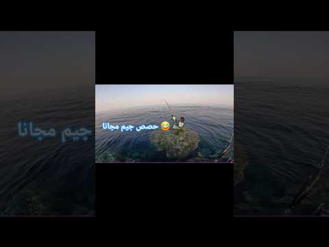 صيد الموسم   صيد  