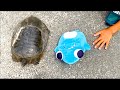【スッポン現る】畑の生き物を見に行ったサメニンジャー！
