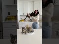 The cat realizes it's a fake cake and takes revenge on the woman🍰🤣#shorts #cat