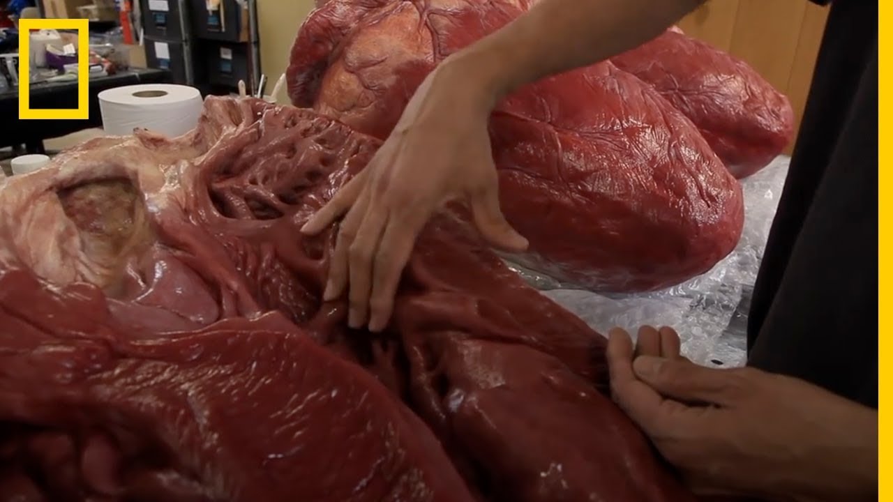 Descubre como se hizo la MAQUETA MÁS REALISTA de un TIRANOSAURIO | National Geographic en Español videos de ciencia ficcion