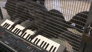 Zoo gives animals musical instruments