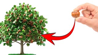 Tips For Growing Hazelnut Tree