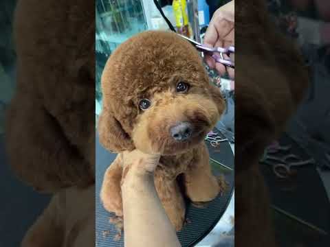 ตัดขนพุดเดิ้ลหน้าตุ๊กตาหมีคูเปอร์