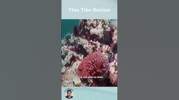 Sự Thật Thú Vị Về Trứng Của Loài Bạch Tuộc #short #shorts #viralvideo