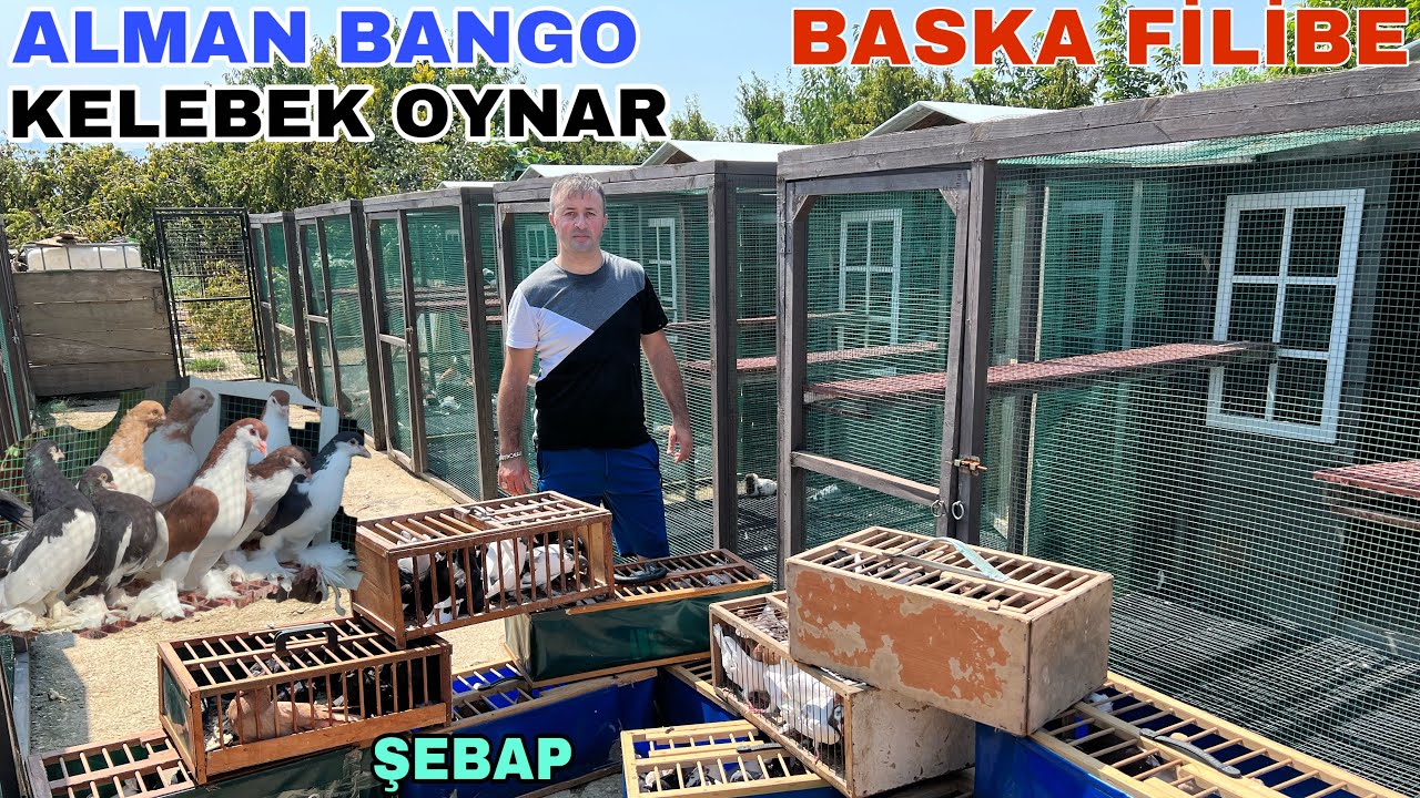 SINIRLARI AŞTIK YİNE  YEPYENİ IRKLAR KALİTELİ GÜVERCİNLER PUANLARIYLA FERHAT ÖZTÜRK BÖLÜM 1