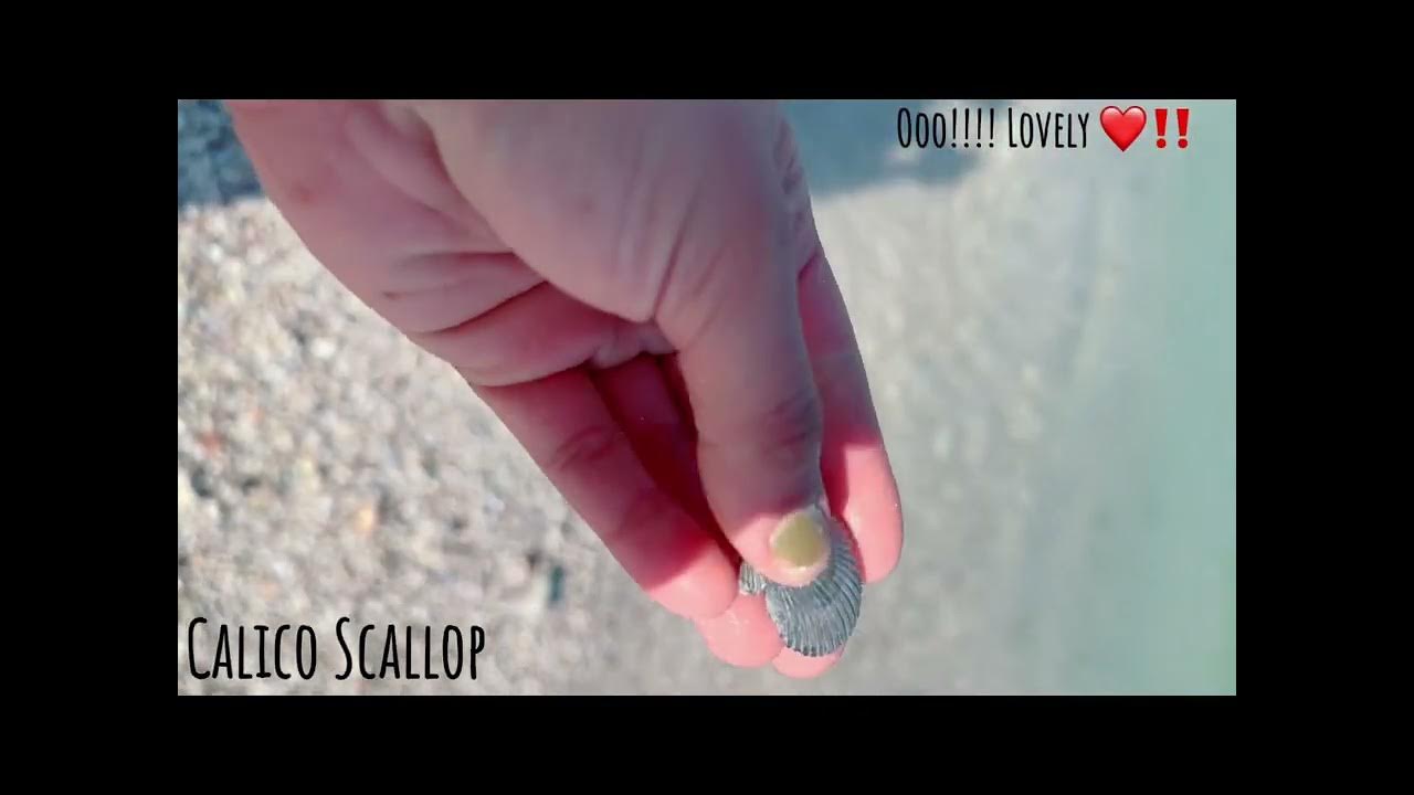 Honeymoon Island Shelling 🐚 ️ florida seashells beaches honeymoon 