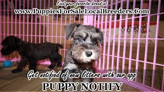 SCHNOODLE PUPPIES FOR SALE, GEORGIA LOCAL BREEDERS, GWINNETT COUNTY, GA