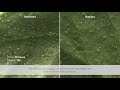 Ventigra® Insecticide - Nymph Whitefly Time Lapse