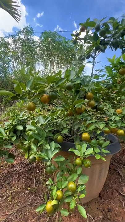 Pohon jeruk paling cocok ditanam dalam pot #jeruk #tabulampotjeruk