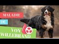 La Maladie de Von Willebrand (Chez le chien)