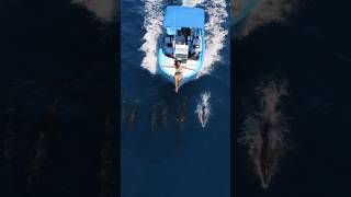 IPHONE VS. DRONE… WHAT IS BETTER?! 🐬 #travel #shorts #dolphins #ocean