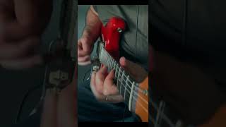 Lick of the day - Castle made of sand #jimihendrix #guitar #cover #fender #stratocaster #shorts Nicov56