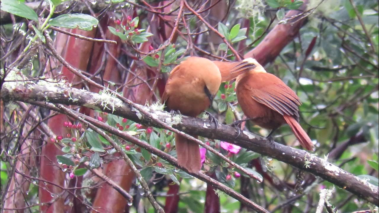 Cinnycerthia unirufa Rufous Wren Cucarachero Rufo YouTube