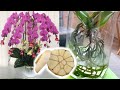 Knoblauchwasser Rezept - bester Dünger für blühen Orchideen. Orchideen wieder blühen bringen